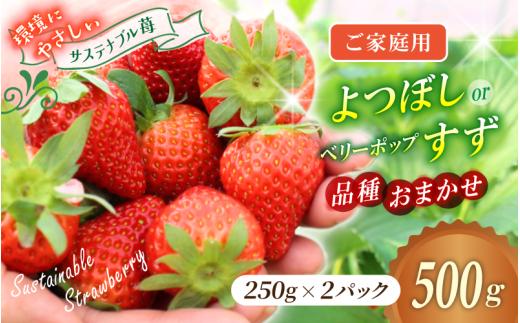 【ご家庭用】 いちご よつぼし すず 品種おまかせ 500g （250g × 2パック） いちご 【hfpr004-01】