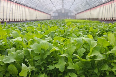 朝採り新鮮！有機野菜セット詰合せ（7～9種類）6回コース【定期便】【1909】