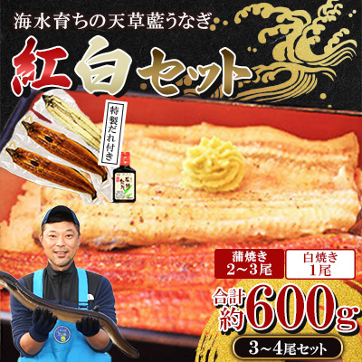 希少!数量限定!海水育ちの天草藍うなぎ　紅白3～4尾セット(宇城市)【配送不可地域：離島】【1244440】