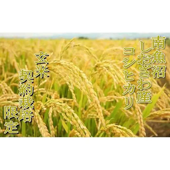 【令和7年産】【玄米５Kg】●玄米● 生産者限定 南魚沼しおざわ産コシヒカリ【銘柄米 ブランド米 玄米 こしひかり コシヒカリ 魚沼産 新潟米 産地直送 お米 米 こめ コメ ご飯 御飯 ごはん】
