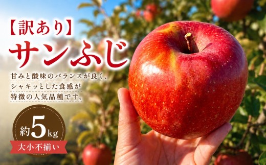 【2026年先行予約】【訳あり】サンふじ 約5kg【11月下旬～12月中旬頃にかけて順次発送予定】| 果物 くだもの フルーツ 林檎 りんご リンゴ サンふじ 果実 アップル 訳あり 長野県 塩尻市