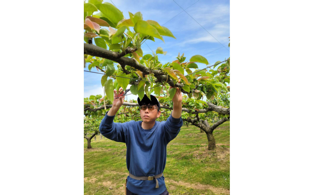 岸田秀果園 新興梨 (ギフト用)5kg【10月頃お届け】