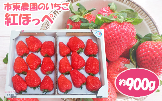 【市東農園のいちご】紅ほっぺ　約900g