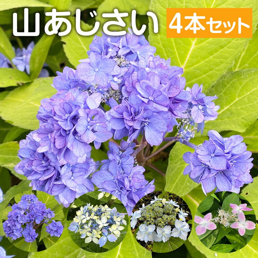 【ふるさと納税】＜山あじさい 4本セット＞2024年10月上旬～2025年6月下旬迄に順次出荷 ヤマアジサイ 苗 4種 セット あじさい アジサイ 日向の青てまり 由布新星 雷光 日向の紅神楽 花 お花 花の苗 植物 ガーデニング 国産 宮崎県 高鍋町 送料無料
