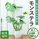 【ふるさと納税】＜観葉植物＞モンステラ(高さ約60～80cm・巾約40cm、陶器鉢・受け皿付) 観葉植物 植物 大型 インテリア 開店祝い 移転祝い おしゃれ 室内 ギフト プレゼント オフィス モンステラ 陶器鉢 受け皿 個性 【m24-04】【アイエヌエー】