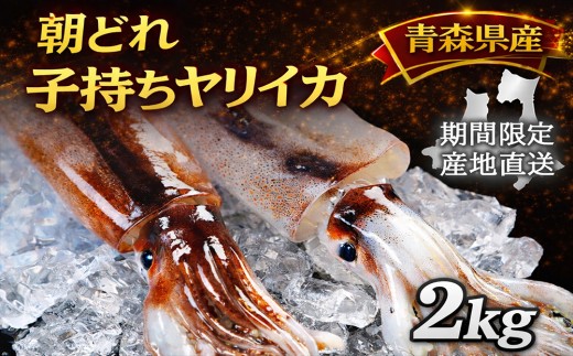 産地直送!　津軽海峡　大畑港産　朝獲れ子持ちヤリイカ 2kg