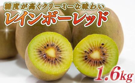  キウイ 1.6kg フルーツ 果物 スイーツ レインボーレッド キウイ きうい レインボー レッド キウイ 産地直送 くだもの デザート ギフト プレゼント 贈答 国産 落合農園 静岡県 牧之原市