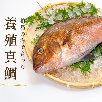 ふるさと納税 大月町 朝獲れ 真鯛 フィーレ 皮付き 500g以上 刺身 冷蔵 養殖 たい タイ マダイ セ |  | 01