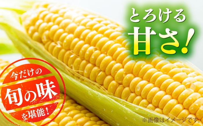 とうもろこし スイートコーン(プレミアム味来) 約4kg（10～11本）