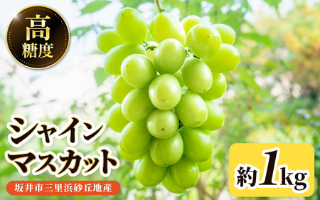 シャインマスカット 2房 (約1.2kg) 2027年8月中旬以降発送 マスカット ブドウ ぶどう [A-19006]
