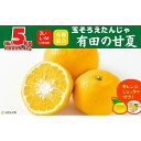 【ふるさと納税】甘夏 玉ぞろい 箱込 5kg ( 内容量約 4.4kg ) 秀品 優品 混合 2L L M サイズのいずれか 和歌山県 産地直送 ［皮むき器付き］ ［みかんの会］ | フルーツ 果物 くだもの 食品 人気 おすすめ 送料無料