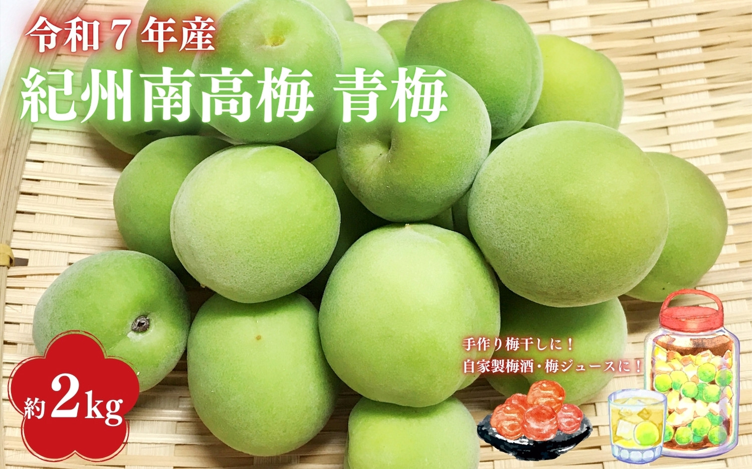 
            【2025年分先行予約】紀州南高梅　青梅 2kg（サイズ混合）※2025年5月下旬～順次発送予定 / 10000円 1万円 田辺市 果物 果実 くだもの かじつ 梅 生梅 梅干し うめぼし 梅酒 梅ジュース 梅シロップ 手作り 自家製 新鮮 収穫日発送 【sny001】
          