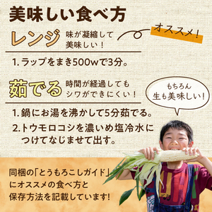 数量限定 先行予約 白いとうもろこし ホワイトショコラ 糖度17度以上 メロン並みの糖度 2024年6月下旬から出荷 [T0012]