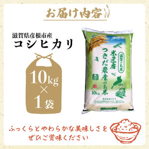 彦根こしひかり 10kg《 数量限定 》令和7年産 新米 滋賀 精米 白米 コシヒカリ ［tsuki02]