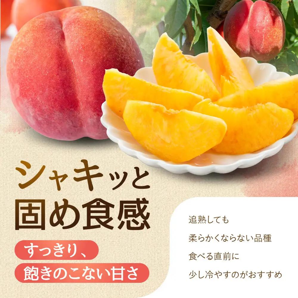 【※2027年7月以降発送分 先行受付】長野市産 旬の桃 ワッサー 約２kg | 桃 もも モモ もも