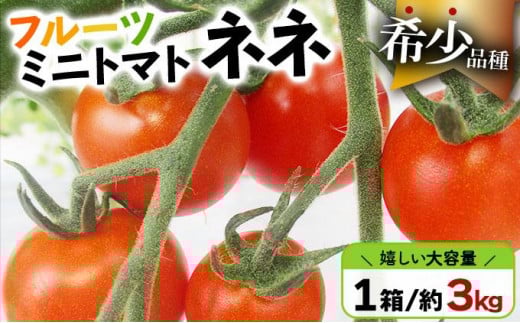 
[№5525-0524] 北海道産 ミニトマト ネネ 約3kg フルーツトマト 幻の 高糖度 ジューシー プチ トマト 甘い 濃厚 彩り 鮮やか 希少 お中元 お歳暮 暑中見舞い 帰省土産 ご自宅用 産地直送 大滝農園 送料無料 北海道 伊達
