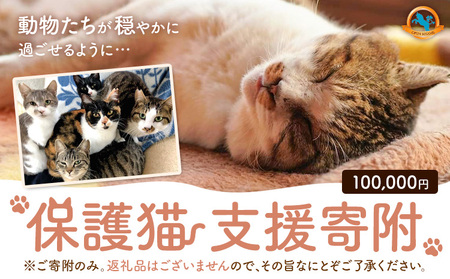 【返礼品なし】保護猫支援寄附 100,000円 一般社団法人オープンセサミアライブ 熊本県 南阿蘇村 保護猫 支援 猫 ネコ ねこ 生活支援 動物愛護 保護 返礼品なし 寄附 牧場 オープンセサミ アニマルサンクチュアリ