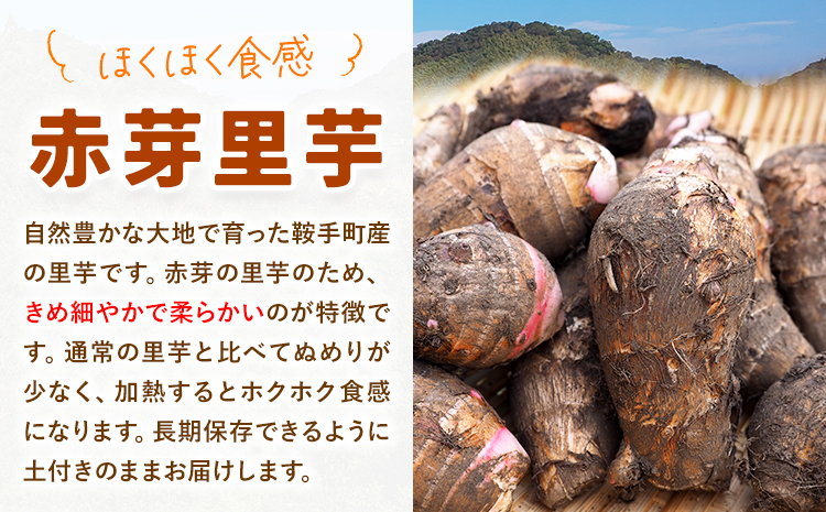 里芋 赤芽里芋 約5kg しょうた農園《11月上旬-3月末頃出荷》福岡県 鞍手町 さといも 里芋 野菜 送料無料---skr_aktksi_af113_26_13000_5kg---