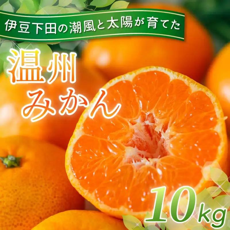 温州みかん 10kg 先行予約 みかん ミカン 伊豆 下田 静岡