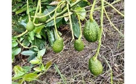 先行受付】油分たっぷり！！露地栽培の国産アボカド 1kg【TF001_x】| 国産 アボカド 松山アボカド アボガド サラダ アボガド 国産 アボカド 松山アボカド アボガド サラダ アボガド