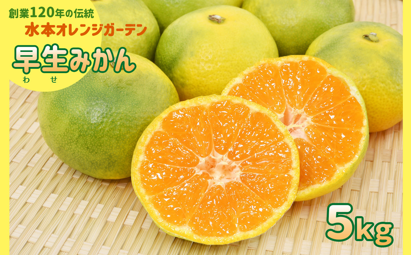 
                  温州みかん 「 早生 5kg 」 水本オレンジガーデン | フルーツ 果物 くだもの 柑橘 ミカン みかん 温州ミカン 早生みかん 熊本県 玉名市
                