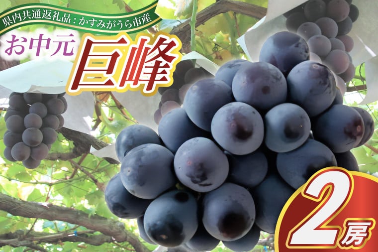 
                  【お中元 熨斗付】 巨峰 2房 (県内共通返礼品:かすみがうら市産 )  先行予約 ギフト 贈答 ぶどう ブドウ 葡萄 フルーツ 茨城 新鮮 (BR088)
                