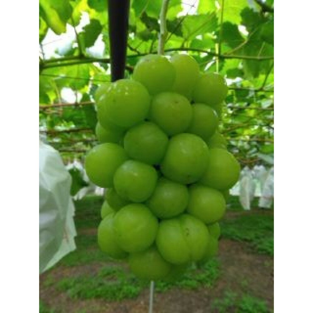 【ふるさと納税】【容量が選べる】シャインマスカット 750g～(1房）から3kg(4～5房）
