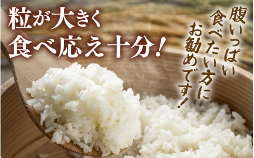 【先行予約】【令和8年産】化学肥料不使用 てんこもり 精米 5kg / 白米 米 福井県あわら市産 美味しい 特別栽培米 減農薬 安心な米 旨味 甘み もっちり 冷蔵保管米 ※2026年9月下旬以降発