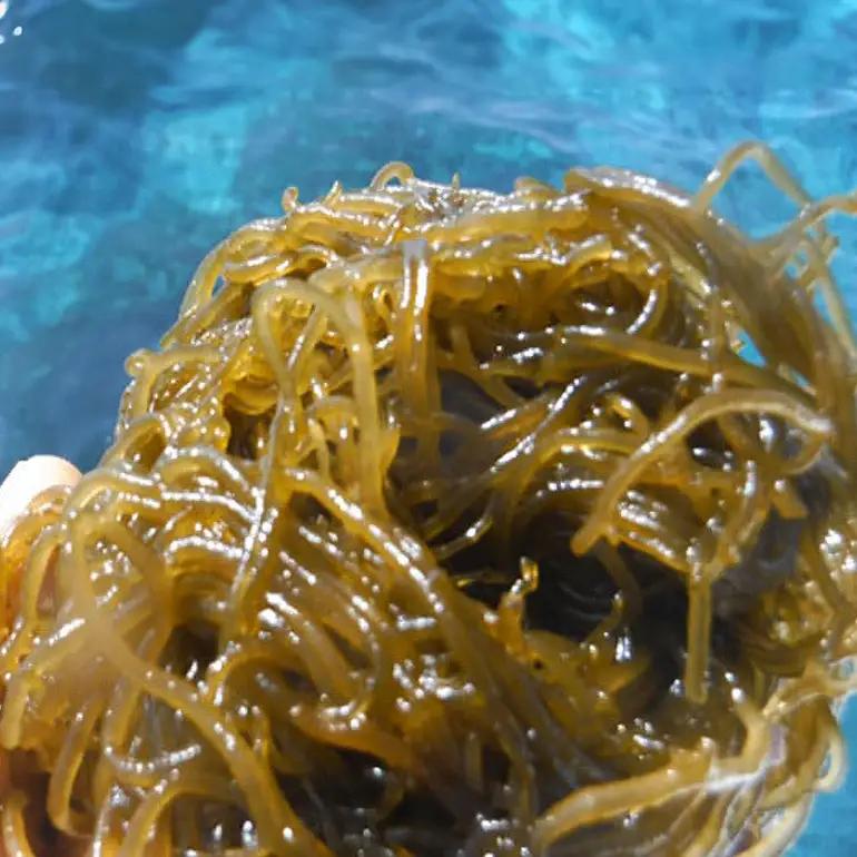「イトサン」 生もずく 1.5kg ( 500g ×3袋) もずく 沖縄 もずく 生 モズク 沖縄産 沖縄県産 冷蔵 冷凍 腸活 食物繊維 ミネラル カルシウム フコイダン 血糖値 対策 ダイエット 