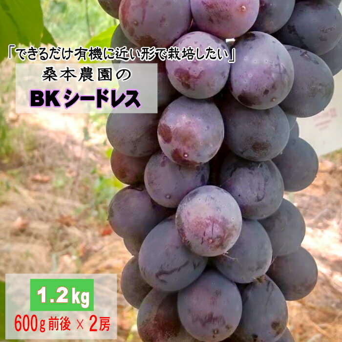 【ふるさと納税】「できるだけ有機に近い形で栽培したい」 桑本農園のBKシードレス　1.2kg（600g前後×2房） | ブドウ 甘い オススメ　島根県　出雲市