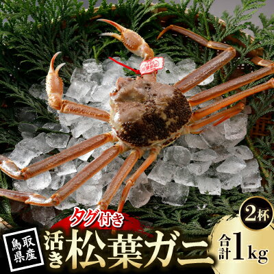 【ふるさと納税】【先行予約】鳥取県産 タグ付き 活 松葉がに 500g×2杯(中村商店)2026年11月発送【配送不可地域：離島・北海道・沖縄県・東北・信越、北陸】【1653914】