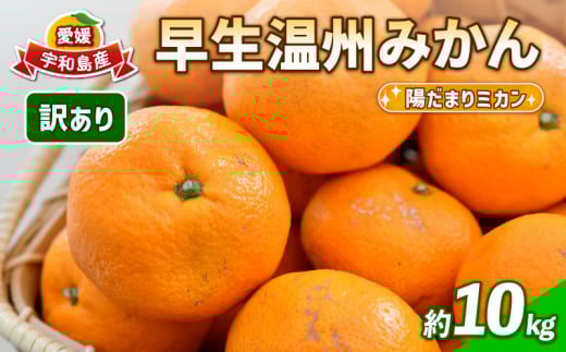 訳あり 愛媛 みかん 早生 温州 10kg 陽だまりミカン 先行予約 早生温州 早生みかん 温州みかん 果物 くだもの 愛媛みかん 愛媛ミカン 愛媛蜜柑 愛媛県産 訳アリ 訳あり品 訳有り わけあり フルーツ 柑橘  蜜柑 農家直送 産地直送 数量限定 国産 愛媛 宇和島 B010-050006