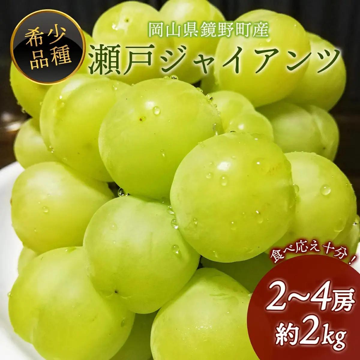 【期間限定】 鏡野町産 瀬戸ジャイアンツ 2kg（2～4房）