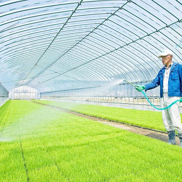 【定期便全12回】無洗米新潟県産コシヒカリ10kg（受注の翌月から毎月配送）｜新潟県　新潟　無洗米　こしひかり　米　おこめ　お米