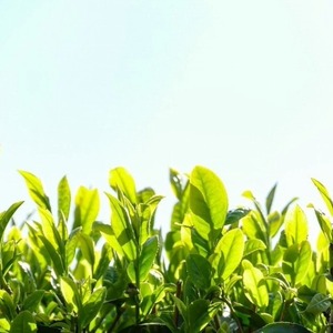 【新茶】八女茶 深蒸し茶400g（農薬不使用） 福岡県 八女市 お茶 緑茶 八女茶 茶葉 無農薬 国産 100-002-S