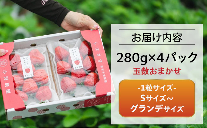 農家直送！ 糸島産 完熟あまおう 280g×4パック　(S-Gサイズ) 糸島市 / 小河農園 [AJN004]