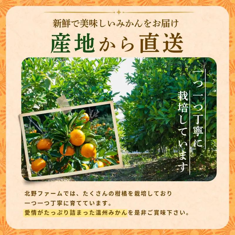 【2026年10月下旬順次発送】　みかん 10kg 温州みかん S~Lサイズ 小松島市 ミカン