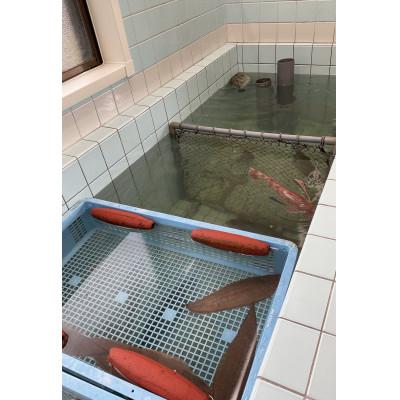 ふるさと納税 上島町 【1日1件限定】漁師厳選 瀬戸内海の天然鮮魚セット(約4人前) お刺身、切り身、アラ等　真空パック |  | 03