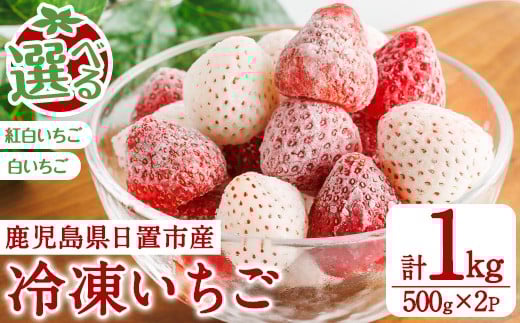 
            No.646 ＜選べる！＞冷凍いちご(白/紅白・約500g×2袋・計約1kg) 国産 鹿児島 日置市 加工品 苺 イチゴ いちご 冷凍 果物 くだもの フルーツ 小粒 冷凍果実 アイス スムージー シロップ ジャム 冷凍フルーツ 数量限定 【ままりあ農園】
          