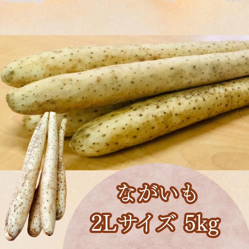 【ふるさと納税】令和7年度 秋掘り！ ながいも 2Lサイズ 5kg ｜ながいも いも 芋 長芋 野菜 やさい 長いも 芋 とろろ 千切り 万能 根菜 常温 人気 美容 健康 腸活 味噌汁 天ぷら 色白 粘り あくの少ない 株式会社 ゆめグリーン Aコープ 六戸店 青森県 六戸町