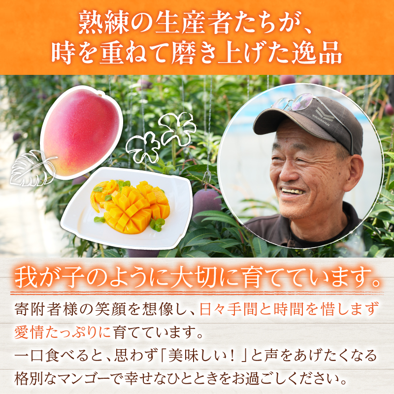 S-BD94-24_リピーター続出≪玉数が選べる≫数量限定 日南市産 完熟 マンゴー 2L以上 2玉 4玉 9玉 フルーツ 果物 果汁 希少 濃厚 ジューシー 贅沢 上質 人気 国産 食品 産地直送_
