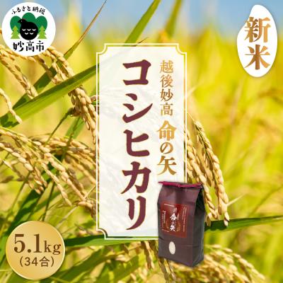 ふるさと納税 妙高市 【先行受付】令和8年産 越後妙高命の矢 コシヒカリ 5.1kg