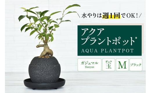 【母の日】アクアプラントポット®　玉Ｍ（ブラック） 植木鉢　ガジュマル（2092）