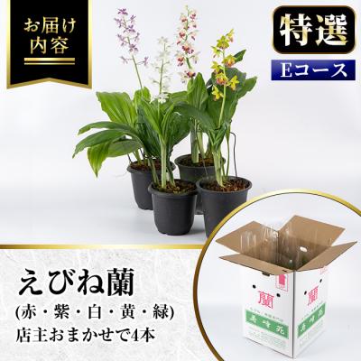 ふるさと納税 いちき串木野市 【個数限定】<3月末まで受付 >寿峰苑特選えびね蘭店主おすすめ開花済Eコース |  | 01