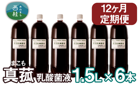 【定期便】真菰（まこも）乳酸菌液　1.5L×6本　12ヶ月定期便