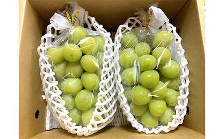 【令和8年産先行予約】 シャインマスカット 1.2kg前後 (2房入り) 《令和8年9月下旬～発送》 『きらめきぶどう園』 ぶどう 果物 フルーツ デザート 山形県 南陽市 [2393-R8]