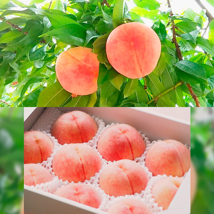 【定期便3回】みのりの山形～満喫定期便～ 【令和8年産先行予約】FS23-705