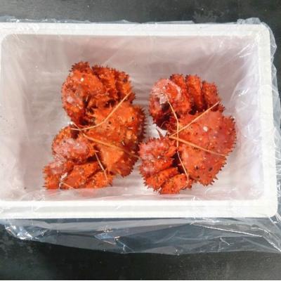 ふるさと納税 根室市 ＜12/21まで年内配送＞★花咲ガニ350g×2尾 B-57028 |  | 01