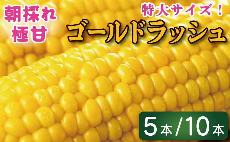 
            とうもろこし ゴールドラッシュ 選べる 5本 2kg / 10本 4kg 先行予約 トウモロコシ コーン スイートコーン 甘い 期間限定 夏 旬 野菜 鍋 炒め物 煮物 スープ 弁当 惣菜 おかず 健康 新鮮 国産 送料無料 吉野川市 徳島県
          