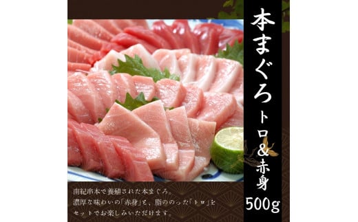 【全３回】王道 海の幸の贅沢お刺身定期便(鰹たたき・本マグロ・サーモン) 【tkb385-2】